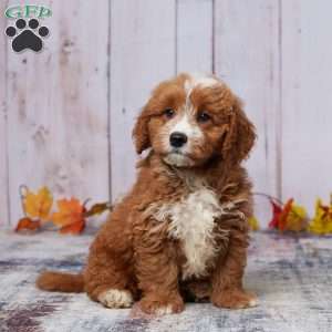 Arlo, Mini Goldendoodle Puppy